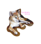 Shiba dog, Kyonkichi（個別スタンプ：1）