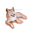 Shiba dog, Kyonkichi（個別スタンプ：2）