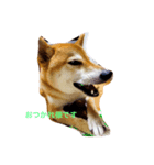 Shiba dog, Kyonkichi（個別スタンプ：4）