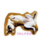 Shiba dog, Kyonkichi（個別スタンプ：5）