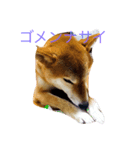 Shiba dog, Kyonkichi（個別スタンプ：6）