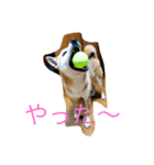 Shiba dog, Kyonkichi（個別スタンプ：7）