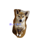 Shiba dog, Kyonkichi（個別スタンプ：8）