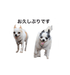 my king of dog（個別スタンプ：1）