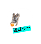 my king of dog（個別スタンプ：8）