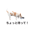 my king of dog（個別スタンプ：15）