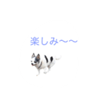 my king of dog（個別スタンプ：17）