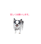 my king of dog（個別スタンプ：28）