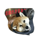 オイラ、ふくだぞっ！！（個別スタンプ：1）