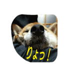 オイラ、ふくだぞっ！！（個別スタンプ：3）
