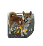 オイラ、ふくだぞっ！！（個別スタンプ：5）