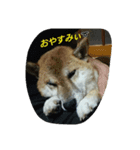 オイラ、ふくだぞっ！！（個別スタンプ：6）