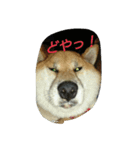 オイラ、ふくだぞっ！！（個別スタンプ：7）