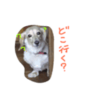 武島家のきらりさん（個別スタンプ：1）