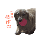 武島家のきらりさん（個別スタンプ：3）
