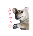 武島家のきらりさん（個別スタンプ：5）