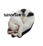 cheek（個別スタンプ：5）