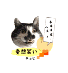 猫ネコ団のさまざま（個別スタンプ：2）