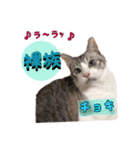猫ネコ団のさまざま（個別スタンプ：3）