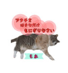 猫ネコ団のさまざま（個別スタンプ：4）