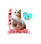 猫ネコ団のさまざま（個別スタンプ：5）