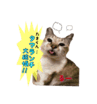 猫ネコ団のさまざま（個別スタンプ：6）
