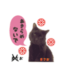 猫ネコ団のさまざま（個別スタンプ：7）