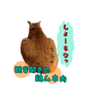 猫ネコ団のさまざま（個別スタンプ：9）