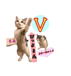 猫ネコ団のさまざま（個別スタンプ：10）