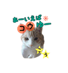 猫ネコ団のさまざま（個別スタンプ：11）