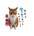 猫ネコ団のさまざま（個別スタンプ：13）