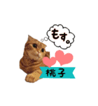 猫ネコ団のさまざま（個別スタンプ：14）