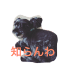 大阪弁 ワンコ シュナウザー（個別スタンプ：1）