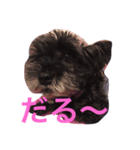 大阪弁 ワンコ シュナウザー（個別スタンプ：2）
