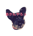 大阪弁 ワンコ シュナウザー（個別スタンプ：3）