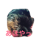 大阪弁 ワンコ シュナウザー（個別スタンプ：4）