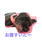 シャナ ドッグ（個別スタンプ：3）