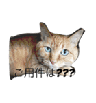 わんこスタンプときどきねこ（個別スタンプ：10）