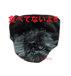 わんこスタンプときどきねこ（個別スタンプ：13）