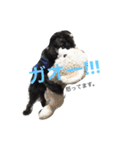 わんこスタンプときどきねこ（個別スタンプ：14）