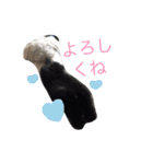 わんこスタンプときどきねこ（個別スタンプ：15）