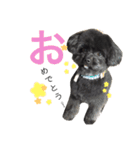 わんこスタンプときどきねこ（個別スタンプ：24）