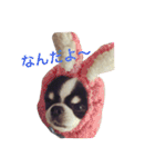 チワワのRin  ⑴（個別スタンプ：12）