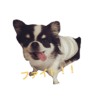 チワワのRin  ⑴（個別スタンプ：16）