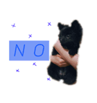 黒ポメ POM（個別スタンプ：3）