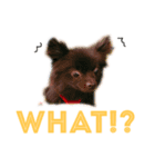 黒ポメ POM（個別スタンプ：4）