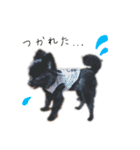 黒ポメ POM（個別スタンプ：5）