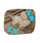 我が家のにゃんこたち♡（個別スタンプ：2）