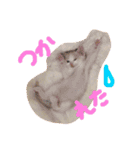 我が家のにゃんこたち♡（個別スタンプ：3）