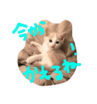 我が家のにゃんこたち♡（個別スタンプ：5）